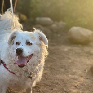 Meet your Posher, Geoffrey